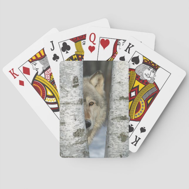 Spielkarten mit dem Bild des grauen Wolfes in Birk (Rückseite)