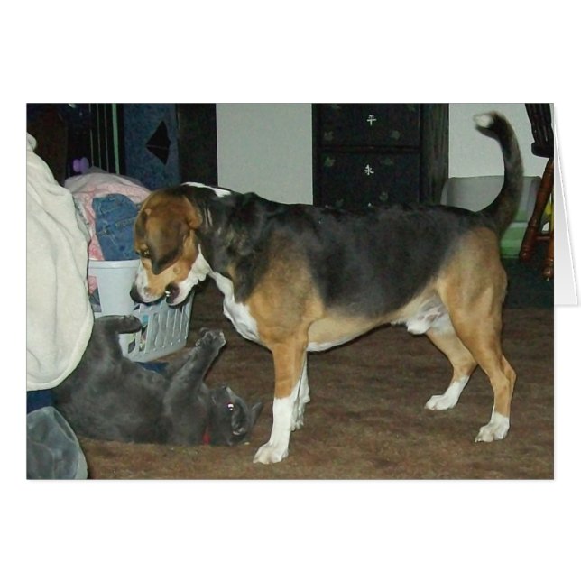 Spielzeit - Beagle Hund und Russische Blaue Katze (Vorderseite (Horizontal))