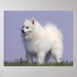 Spielzeug American Eskimo Dog Print Poster