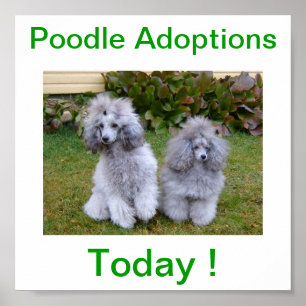 Spielzeug Miniatur Poodle Hund Adoptionen Heute Un Poster