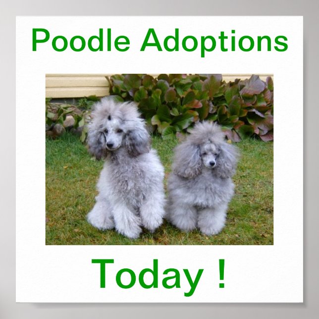 Spielzeug Miniatur Poodle Hund Adoptionen Heute Un Poster (Vorne)
