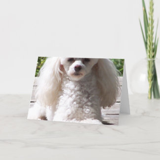 Spielzeug Poodle Grußkarten Karte