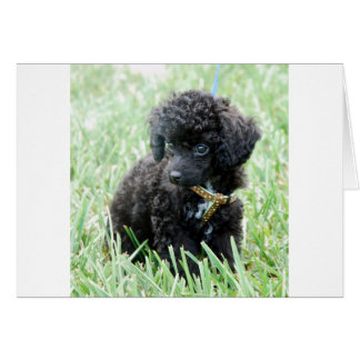 Spielzeug Poodle Puppy