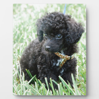 Spielzeug Poodle Puppy Fotoplatte