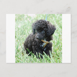 Spielzeug Poodle Puppy Postkarte