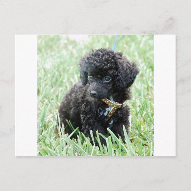 Spielzeug Poodle Puppy Postkarte (Vorderseite)