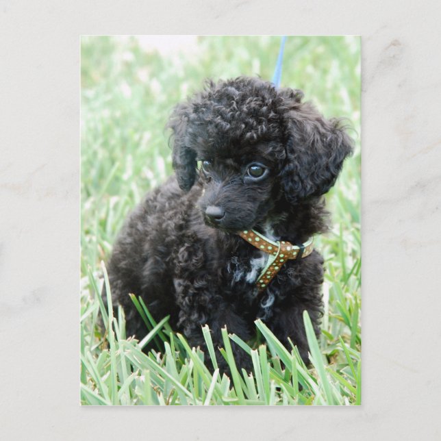 Spielzeug Poodle Puppy Postkarte (Vorderseite)
