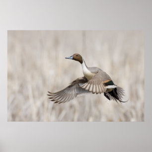 Spießente Erpel im Flug Poster