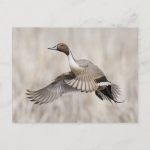 Spießente Erpel im Flug Postkarte