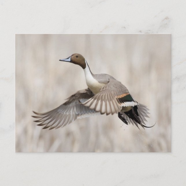 Spießente Erpel im Flug Postkarte (Vorderseite)