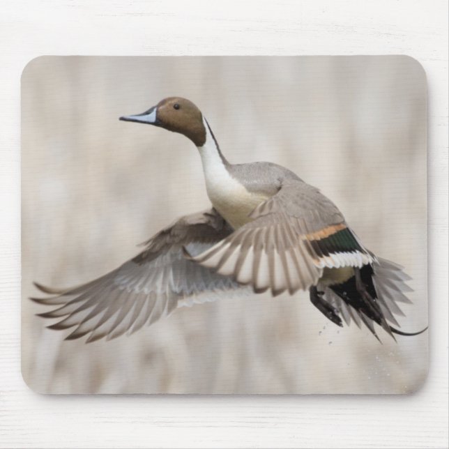 Spießente in Flugposition Mousepad (Vorne)
