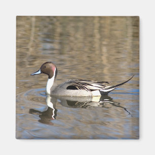 Spießente schwimmt in einem Teich Magnet