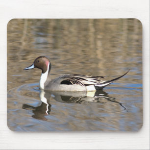 Spießente schwimmt in einem Teich Mousepad