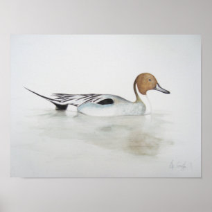 Spießenten-Ente 2011 Poster