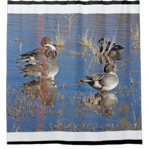 Spießenten-Enten-Vogel-Tier-Tier-Teich Duschvorhang