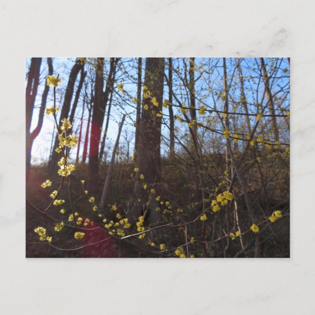 Spikebush-Blume im Frühjahr Postkarte (Vorderseite)