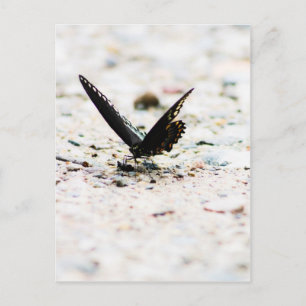 Spikebusschmetterling Postkarte