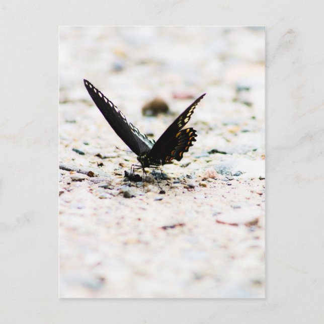 Spikebusschmetterling Postkarte (Vorderseite)