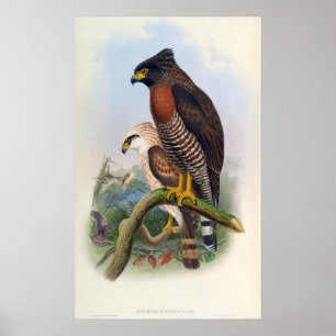 Spilornis Rufipectus (Sulawesi Schlange-Eagle) Poster