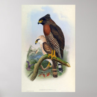 Spilornis Rufipectus (Sulawesi Serpent-Adler) Poster