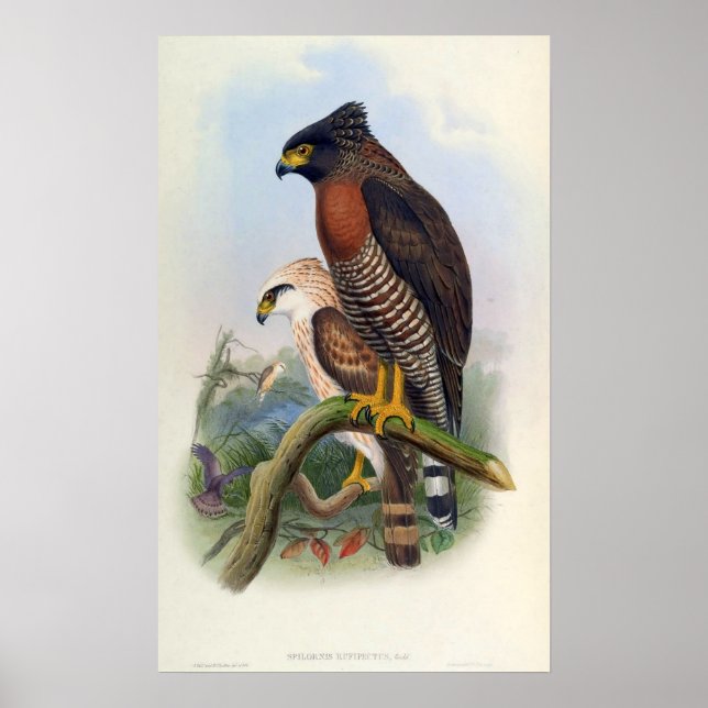 Spilornis Rufipectus (Sulawesi Serpent-Adler) Poster (Vorne)