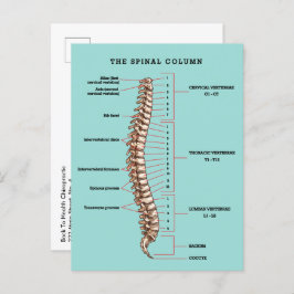 Spinal Column Anatomical Chiropractic Reactivation Postkarte
