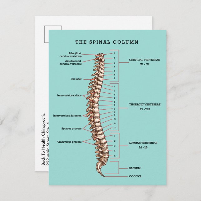 Spinal Column Anatomical Chiropractic Reactivation Postkarte (Vorne/Hinten)