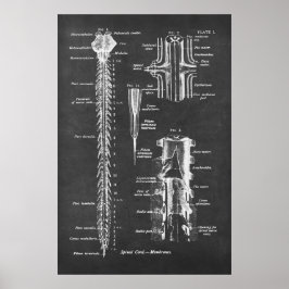 Spinal Cord Anatomy Art print no.1 Poster