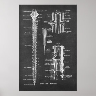 Spinal Cord Anatomy Art print no.1 Poster