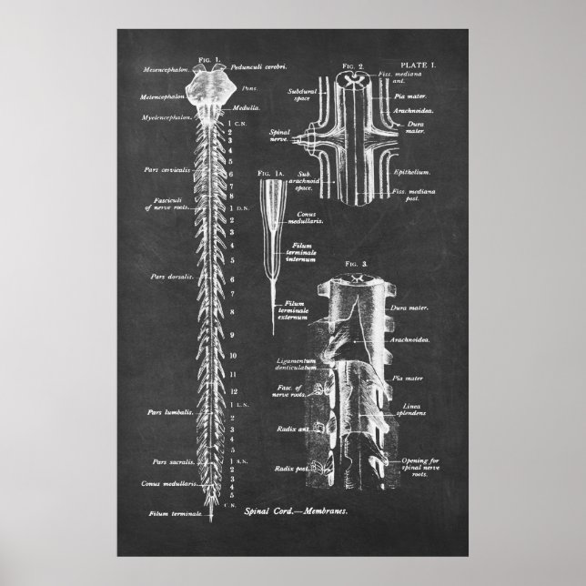 Spinal Cord Anatomy Art print no.1 Poster (Vorne)