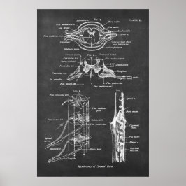 Spinal Cord Anatomy Chart Print no.3 Poster