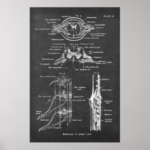 Spinal Cord Anatomy Chart Print no.3 Poster