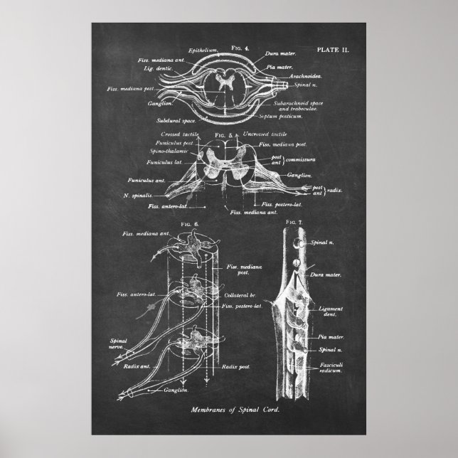 Spinal Cord Anatomy Chart Print no.3 Poster (Vorne)