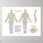 Spinal Dermatomes Poster Chiropractic