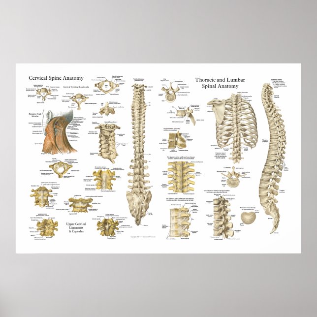 Spinal- und Wirbelsäulenanatomie-Poster 24" x 36" Poster (Vorne)