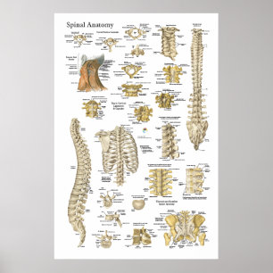 Spinal- und Wirbelsäulenanatomie-Poster 24" x 36" Poster