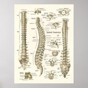 Spinale Anatomie Medizinisches Chiropraktisches Po Poster