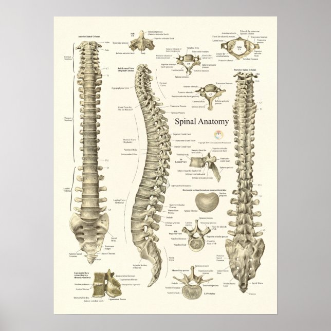 Spinale Anatomie Medizinisches Chiropraktisches Po Poster (Vorne)