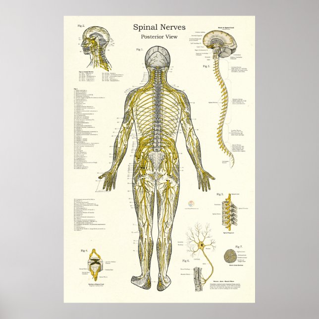 SpinalNerven Chiropraktische Medizin Poster (Vorne)