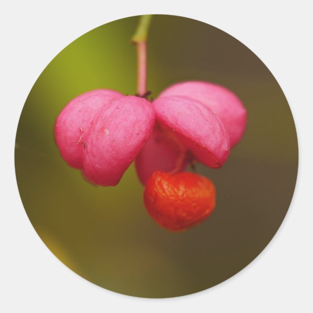 Spindle Tree Berry Sticker (Vorderseite)