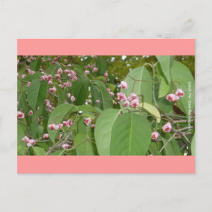 Spindle Tree (Euonymus europaeus) Postkarte