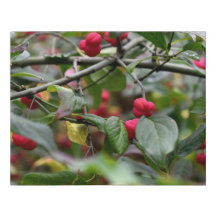 Spindle Tree Rote Buds Imitate ummantelt Canvas kl