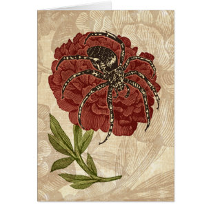 Spinne auf Blume