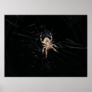 Spinne in der Dunkelheit Poster