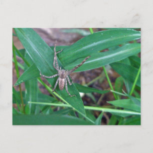 Spinne in der Smartweed-Postkarte Postkarte