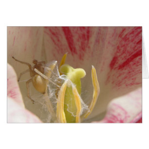 Spinne in einer Tulpe