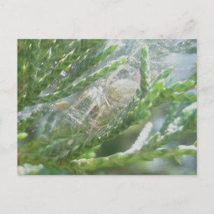 Spinne in Retreat Postkarte