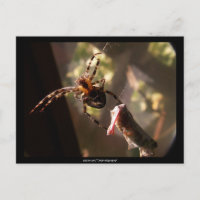Spinne mit Grasshopper - Postkarte