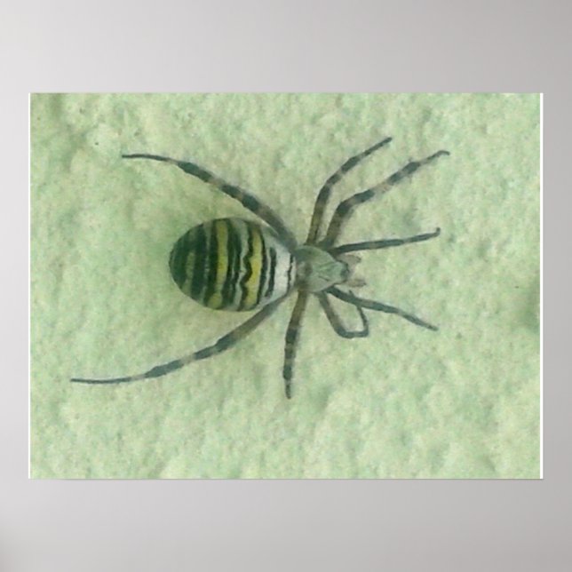 Spinne Poster (Vorne)