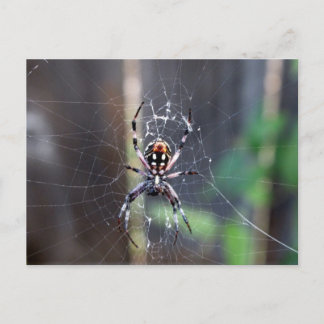 Spinne Postkarte
